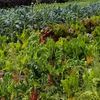 Know Your Farmer Know Your Food : une approche transversale des systèmes alimentaires locaux