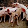 Luttes locales: 12 000 porcs et pas de BAPE : une mégaporcherie contestée en Mauricie