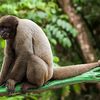 L'Équateur, reconnait des droits aux animaux sauvages, une première mondiale