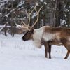 Les Innus à la rescousse du caribou forestier