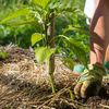 11 conseils pour une "permaculture" des laboratoires d'innovations publique
