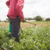 Un premier travailleur agricole mexicain fait reconnaître son cancer lié aux pesticides