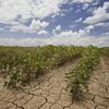 La sécheresse a plombé l’agriculture au Canada cette année