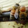 Des apiculteurs s’élèvent à nouveau contre l’usage des pesticides